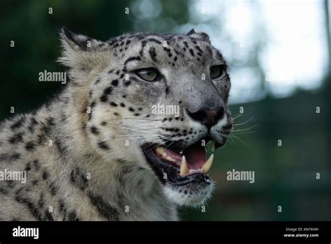 Male Snow Leopard Stock Photo Alamy