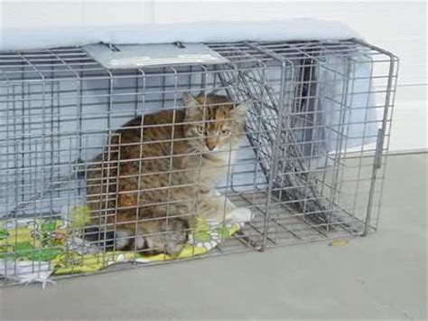 Most cats are not difficult to catch. Cat Traps - Using Live Traps to Eliminate Wild and Feral Cats