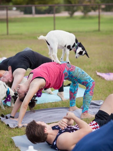 Goat Yoga Is A Thing And You Can Do It In Gilbert