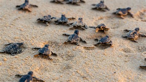 Watch Newborn Sea Turtles Adorable Struggle To Reach The Ocean In