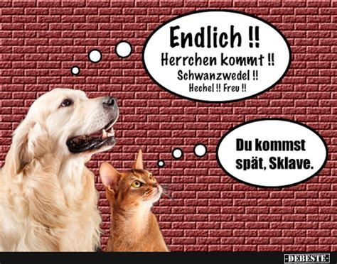 Hause gehen (rayane kara late again remix) 3| i.r.o.k. Hund vs. Katze, wenn ich nach Hause komme | Lustige Bilder ...