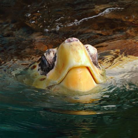 Loggerhead Turtle Caretta Caretta Bournemouth Oceanarium Flickr