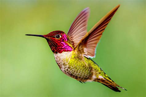 Live Webcams Hummingbirds In A California Garden