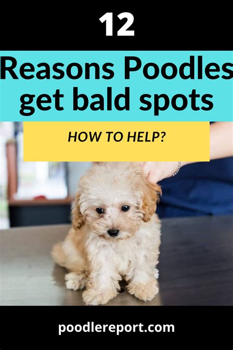 12 Reasons Poodles Get Bald Spots Bald Spot Poodle Grooming Poodle