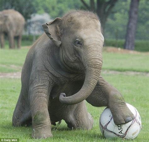 Having A Ball Asian Elephant Elephant Love Baby Elephants Euro 2012