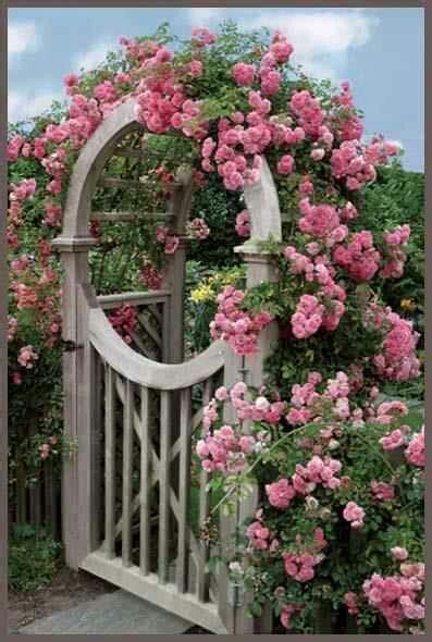 A Marvelous Display Of Climbing Roses Gardens Garden Gates Fencing
