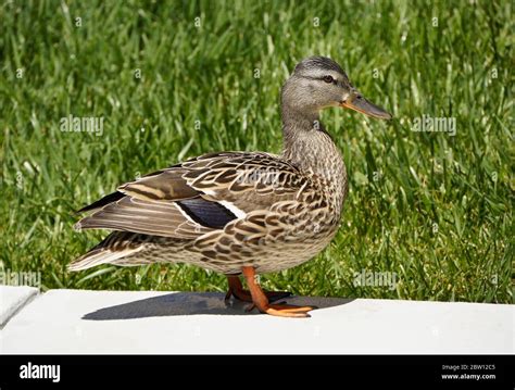 Female Hen Mallard Duck Standing On Patio In Backyard Of Southern