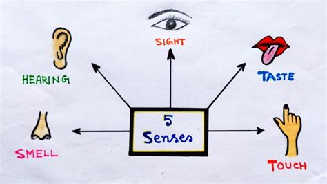 Five Senses Organ How To Draw Sense Organs Human Senses Drawing Step