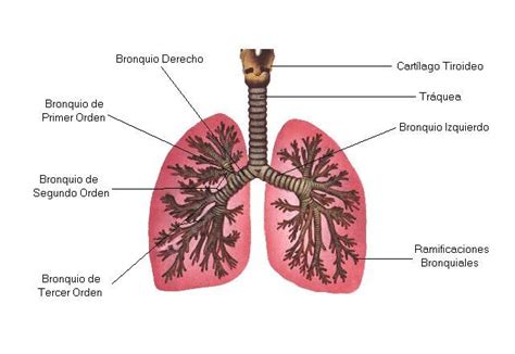 Los Bronquios Son Conductos Tubulares Que Entran En Los Pulmones
