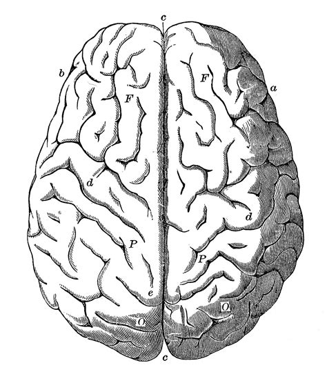 Vintage Anatomy Images Human Brain The Graphics Fairy