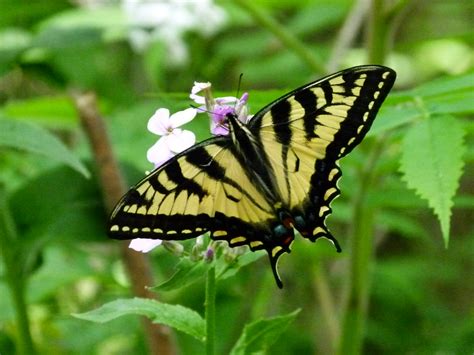 Yellow Swallowtail Eastern Tiger Swallowtails Jim Munson Flickr