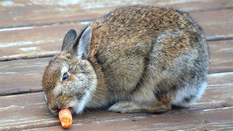 Caring For Your Rabbit In Winter Medivet