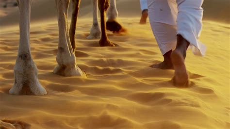 In a uk first, 10,000 cubic metres of sand is being pumped every hour to create a 6km (3.7 mile) sand barrier to prevent bacton gas terminal, which supplies a third of the uk's gas, from tumbling over the edge of a cliff into the sea. aerial drone of camels being led by handlers across desert ...