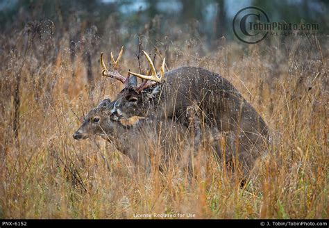 Whitetail Deer Mating Pnx 6152
