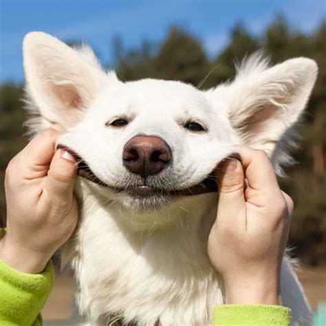 Do Dogs Really Smile Raising Your Paws Podcast