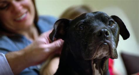 12 Years After Their Rescue Hbo Shows Some Happy Endings For Dogs From