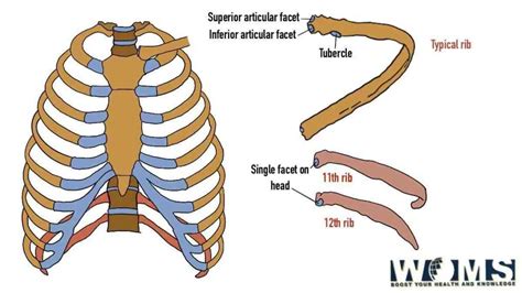 Floating Ribs In Human Numbers Location And Anatomy Woms