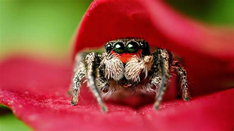 Spider Wallpapers 57 Images