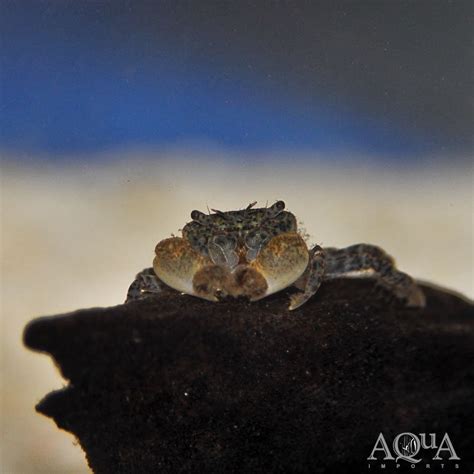 Freshwater Pom Pom Crab Ptychognathus Barbatus Aqua Imports