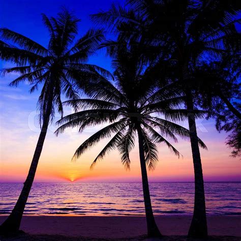 Tropical Beach Sunset Palm Trees
