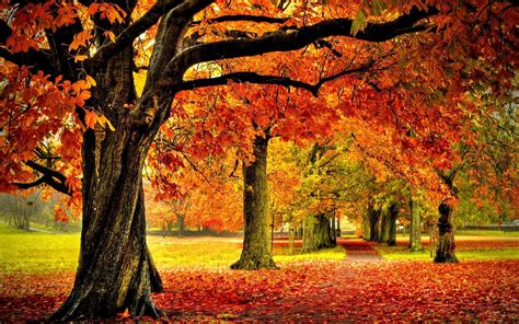 Autumn Desktop Wallpaper Fall Trees