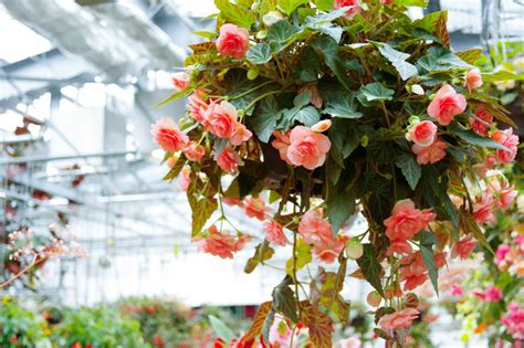 The Most Beautiful Types Of Begonias Plantura