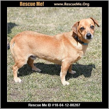 Click the small x to the right of a group's name and shelter # to report an error. - Illinois Dachshund Rescue - ADOPTIONS - Rescue Me!