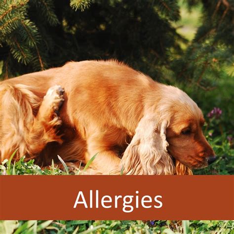 Help For Senior Pets With Allergies Elderly Pet Blog