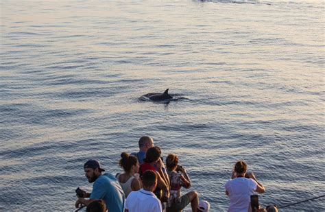 Alcudia Dolphin Watching Trip At Sea From 54€