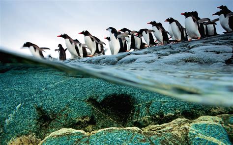 Nature Animals Penguins National Geographic 3200x2000