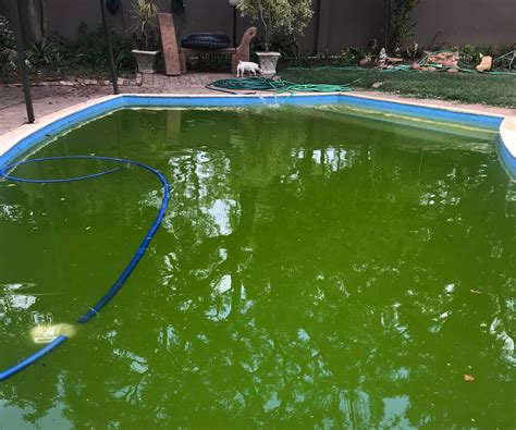 How to clean a green pool fast! A Pool Story: Green to Clean (With images) | Above ground ...