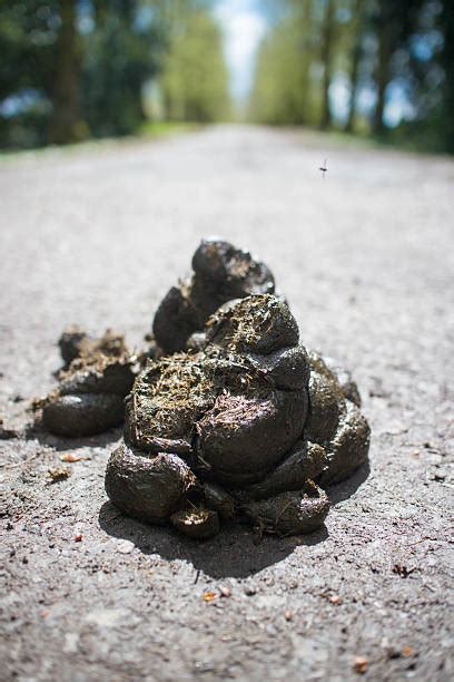 Horse Poop Pictures Images And Stock Photos Istock