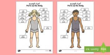 parts   body senses labeling worksheet worksheet arabicenglish