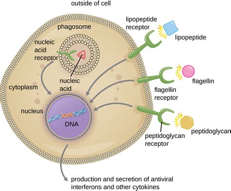 However, pathogens can infect unicellula. Pathogen Recognition and Phagocytosis | Microbiology