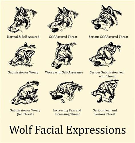 Wolf Body Language Chart