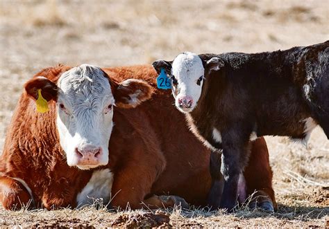 Cow Calf Operations Can Improve Biosecurity Practices The Western