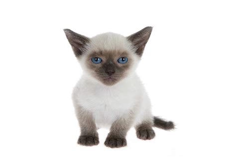 Munchkin Siamese Kitten With Blue Eyes Photograph By Sheila Fitzgerald