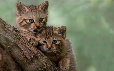 Wallpaper Animals Wildlife Kittens Whiskers Wild Cat Kitten