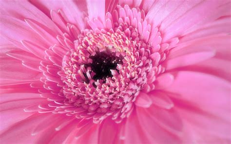 The zipped file is first extracted before use on the windows 10 operating system. Pink! wallpaper - 1920 x 1200 widescreen. Creative Commons ...