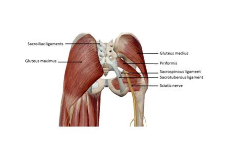 Diagram Of Hip Muscles And Ligaments Anatomy Of The Hip The Hip