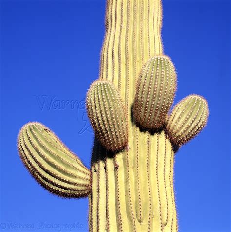 Saguaro Cactus Photo Wp01558