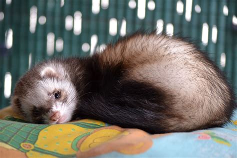 Baby Ferrets Wallpapers Wallpaper Cave