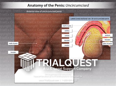 Anatomy Of The Penis Uncircumcised Trialquest Inc