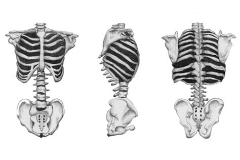 Human Skeleton On Behance
