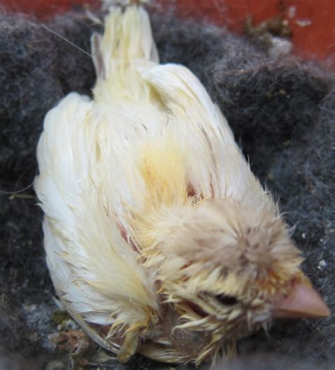 canary tales mite infestation survivor