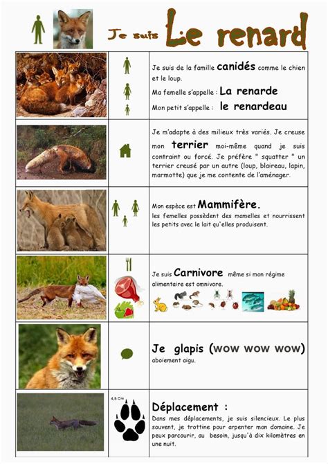 Sépanouir Pour Bien Grandir Les Animaux De La Forêt Animaux Foret