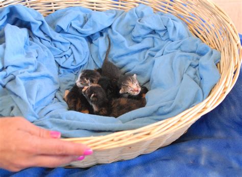 Foster Care Needed For Newborn Kittens