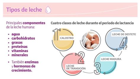 Características De La Leche Materna Te Damos La Bienvenida A Ioma