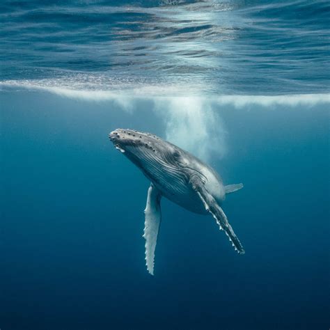 Whales Underwater Water Animals Animals And Pets Photo Enthusiast