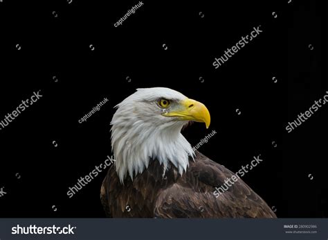 Bald Eagle Profile Isolated On Black Stock Photo 280902986